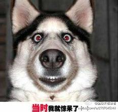 51年元月份，當時開坦克來的